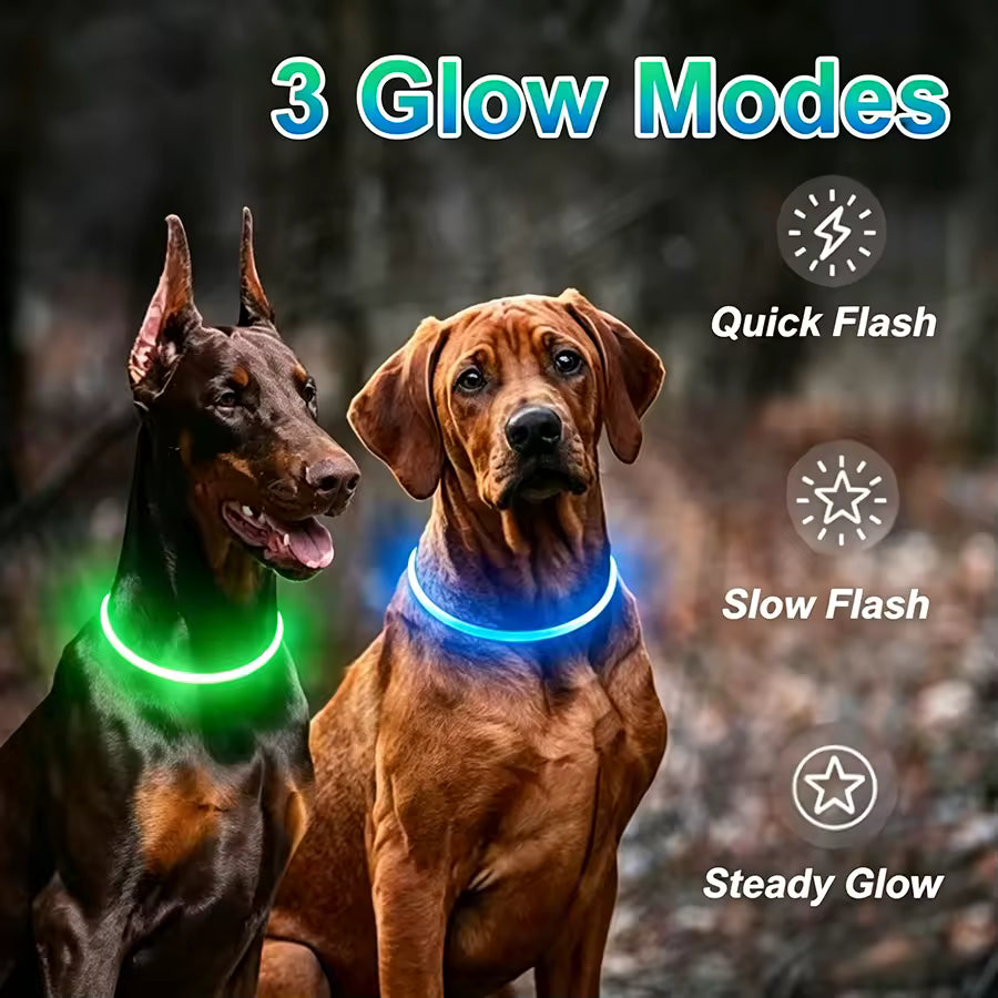LED collar lit up at night