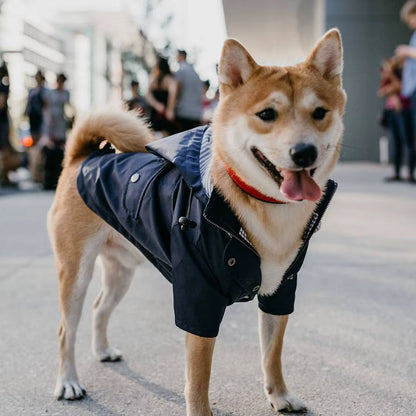 Dog wearing the rain coat