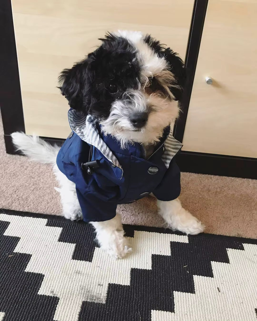 Rain coat on different dogs